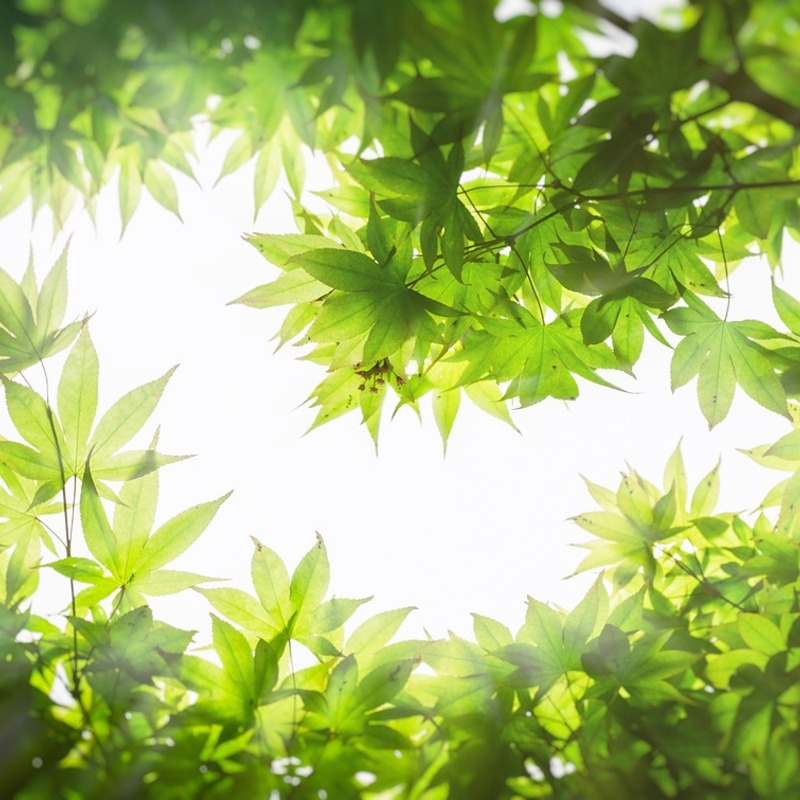 静かなつながりの森