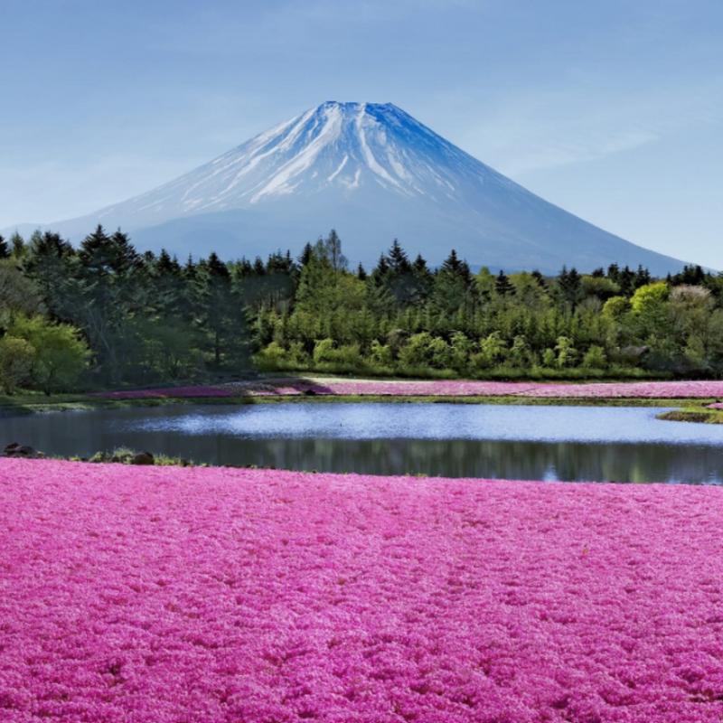 🗼週末都内お散歩会🚶🌳休日を楽しもう🌷