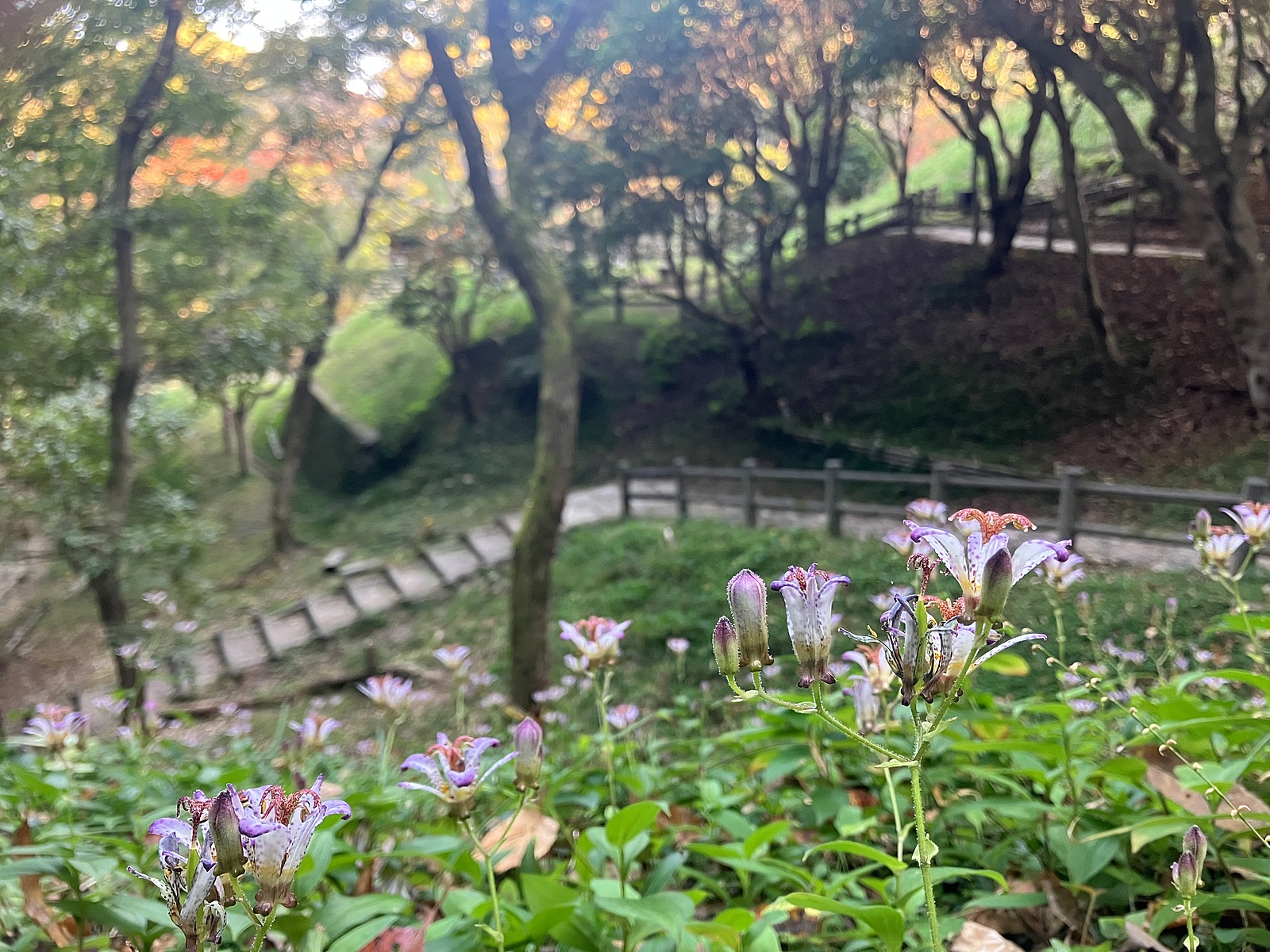 しぜんとあそぼう🌳🐟🦋