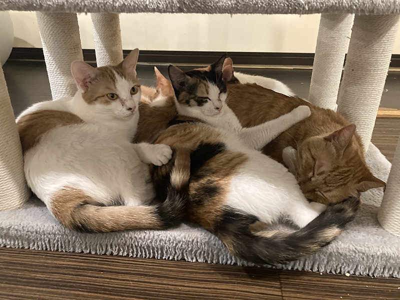 猫カフェ探訪サークル　またたび