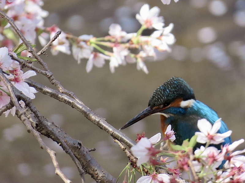 鳥さんLove🐦💖