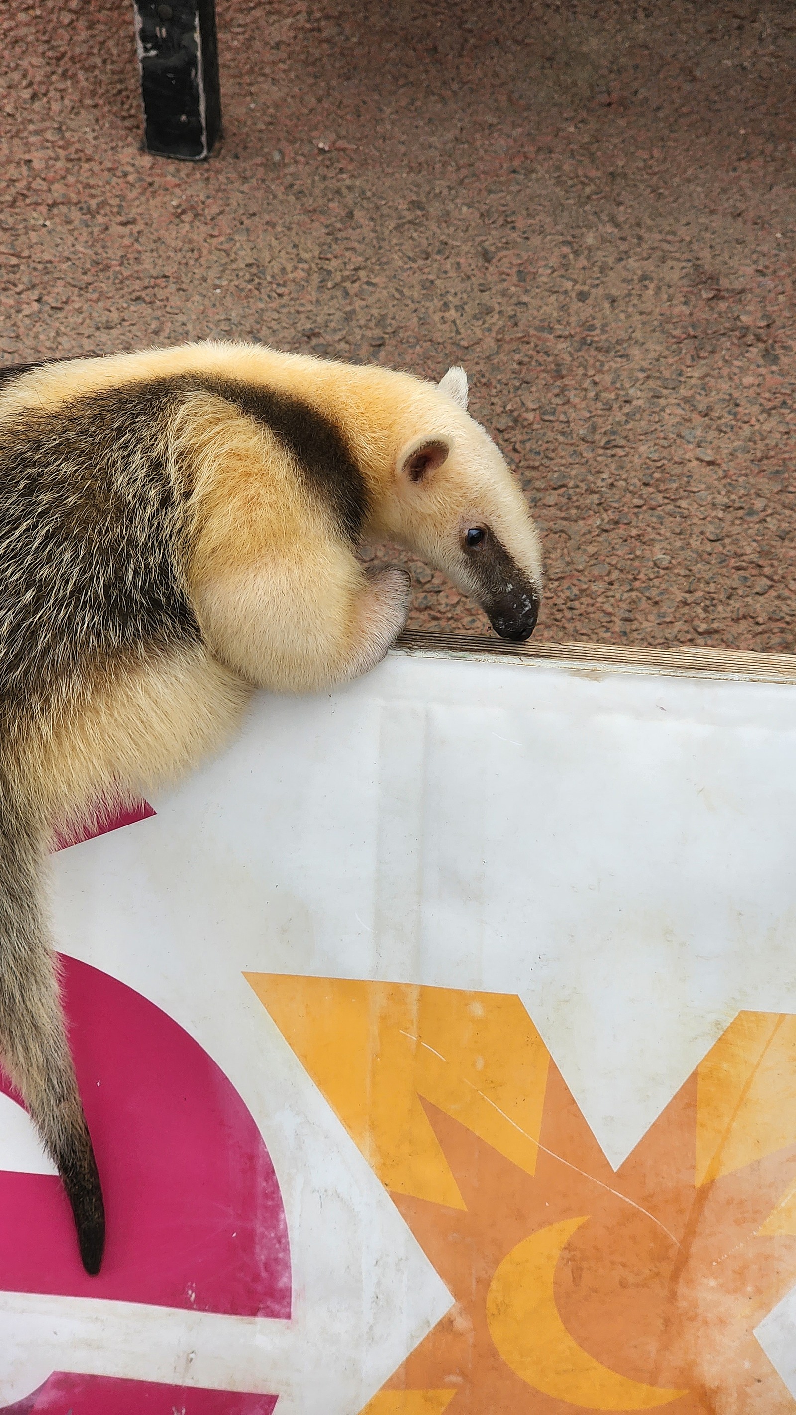 ただアリクイが好きなサークル for someone likes anteater