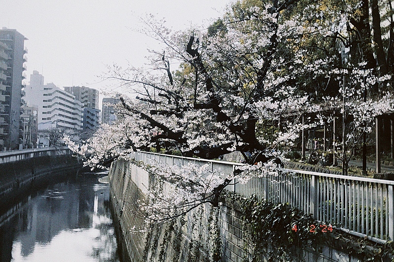 江戸川橋歩こう会