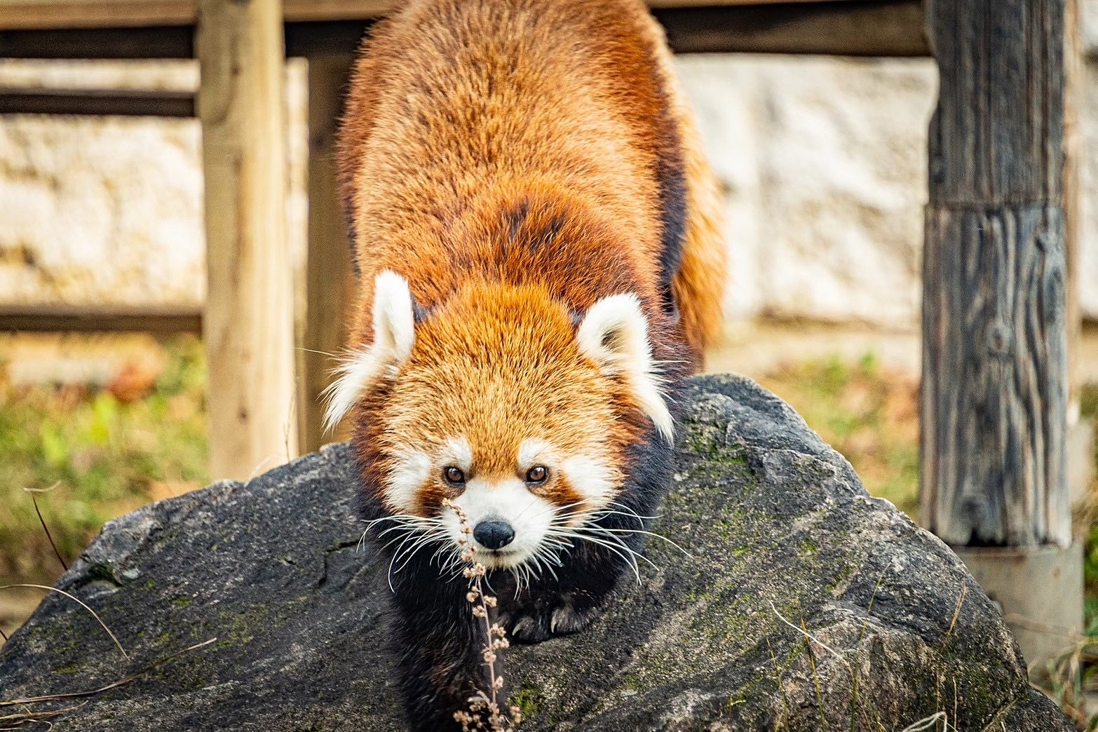 天王寺動物園に行こう🎶