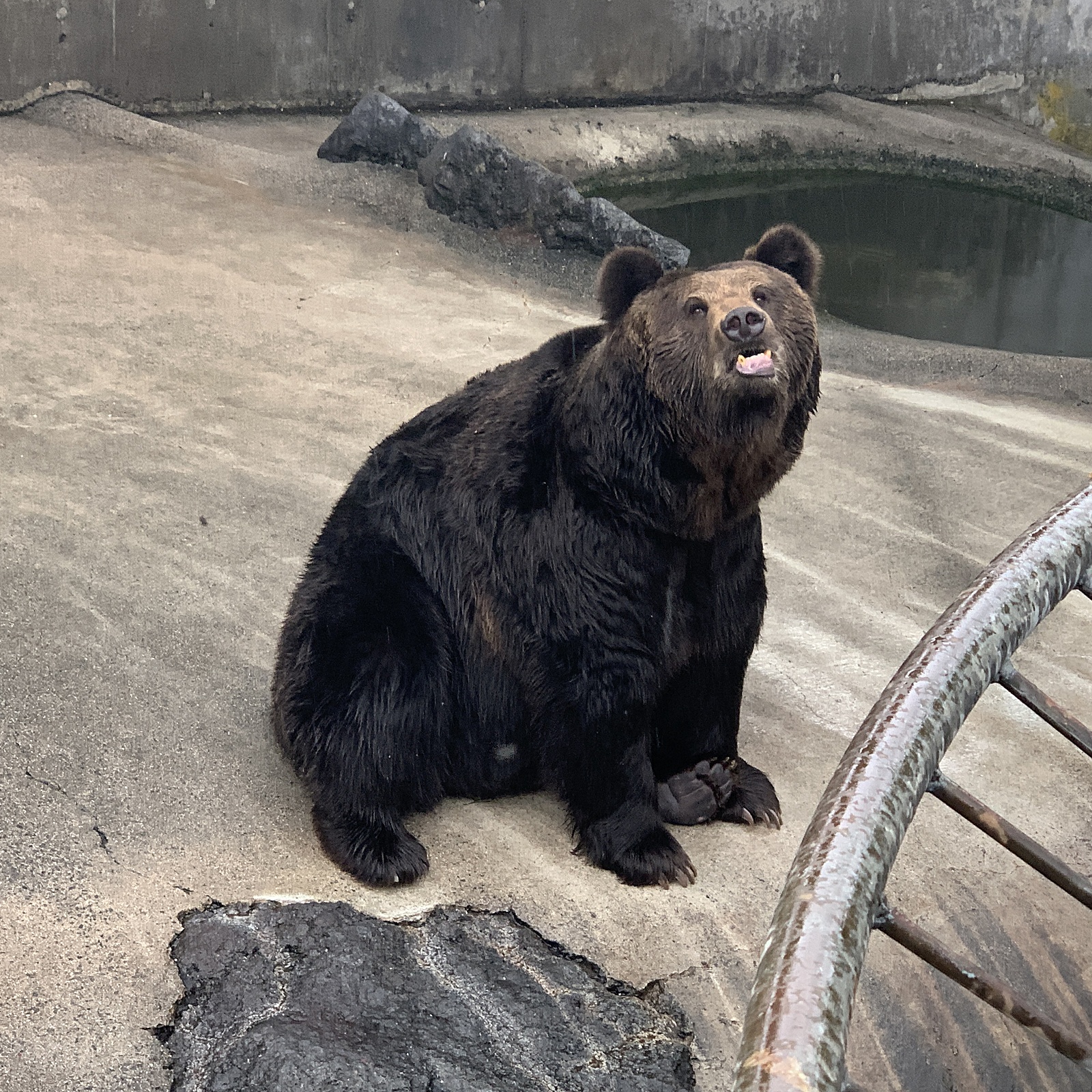 採点カラオケ