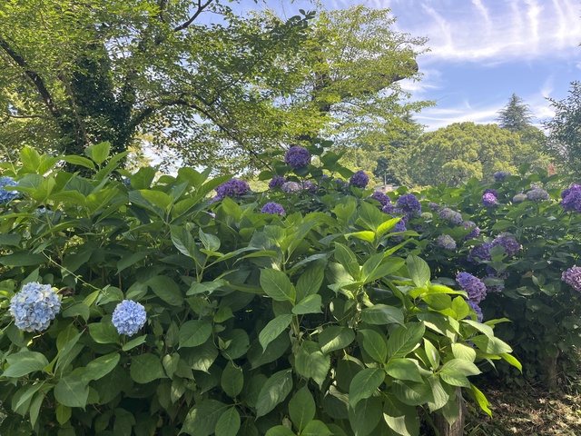 #02 朝散歩@井の頭公園