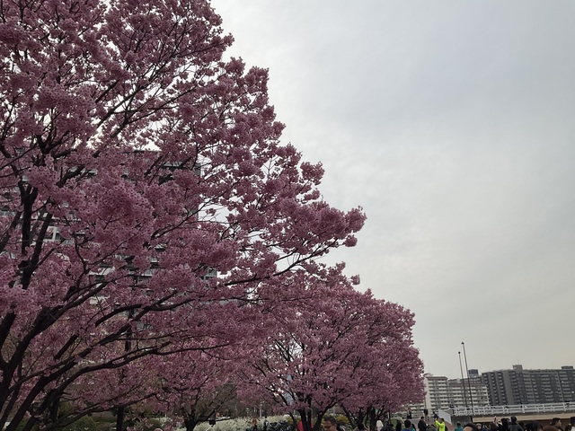 3/22(日)の汐入公園のリサーチ結果