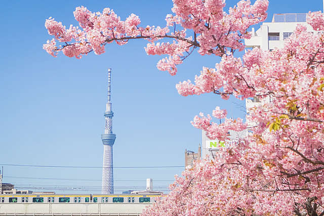 旧中川の河津桜🌸