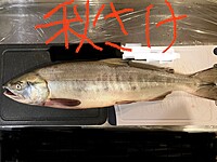 もうすぐ〆💓月に２回の魚を食べる会 🐟 旬の魚を食べて美味しい飲み会を作ろう✨ 東京近辺の20～40代集まれ!! 転勤して来た/ワイワイ勢/近頃失恋した...OKOK!! みんな仲良くなろう♪