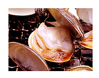 もうすぐ〆✨8/19 漁師から届く♪絶品ハマグリと赤エビ食べよう💓PREMIUM飲み会 ✨みんなの”おいし～”を求めて主催者が振舞いたい料理を出す飲み会♪ ✨予算度外視･YOUTUBE撮るよ