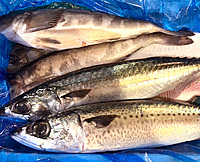 もうすぐ〆✨北海道の漁師から直送🐟️7/26 月に２回の魚を食べる会！旬の魚を食べて美味しい飲み会を作ろう♪転勤して来た/ワイワイ勢/近頃失恋した...OK!  延長飲み会あり☆