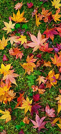 チーズフォンデュ&ラクレットを食べに行こう♪(正式メンバー限定)