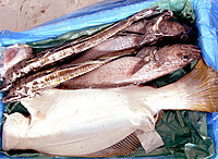 もうすぐ〆✨8/23 💓月に２回の魚を食べる会 🐟 旬の魚を食べて美味しい飲み会を作ろう♪転勤して来た/ワイワイ勢/近頃失恋した...OKOK!! みんな仲良くなろう♪