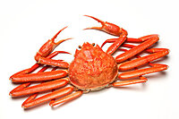 もうすぐ〆🦀✨ 突発!! ズワイガニPARTY ✨🦀北海道の漁師より直送!! 月に２回の魚を食べる会 🐟 旬の魚を食べて美味しい飲み会を作ろう✨