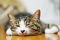 猫カフェに行こう🌱女性主催です〜🐱🐱