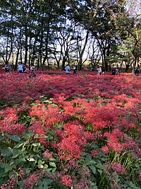 彼岸花埼玉の曼珠沙華を見に行こう