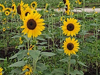 【20代前半主催】青春18きっぷで行く☀️夏の栃木&茨城🌻日帰り旅🍧