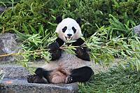 【先着4名無料】中国のお祭りイベントへ行こう⭐⭐