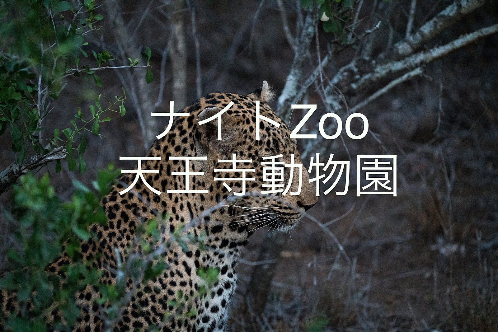 ナイトZoo🦁天王寺動物園へ行こう！夜の動物とライトアップ！