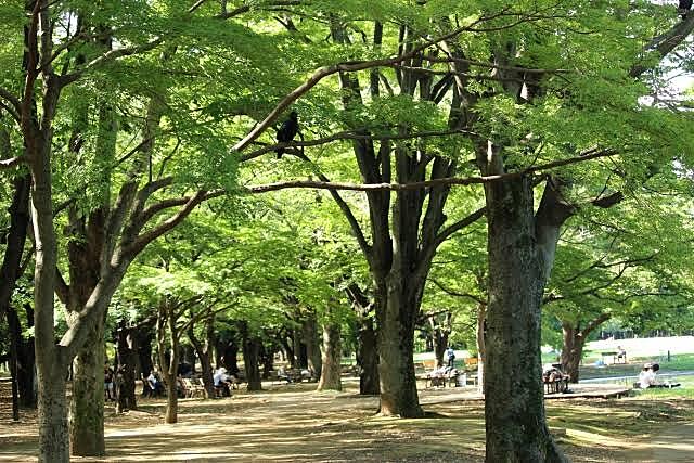 【代々木公園📸】参加者同士でプロフィール写真撮影✨