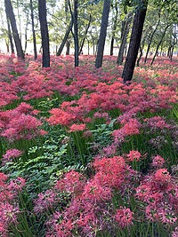 秋の彼岸花曼珠沙華🌺埼玉県日高市巾着田を見に行こう！