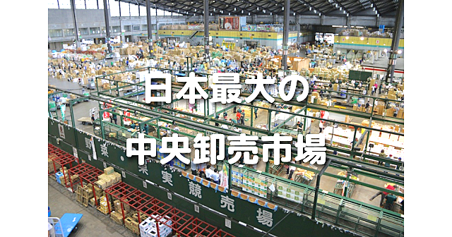 日本最大の中央卸売市場「大田市場」の見学と「東京港野鳥公園」の散歩をします♪