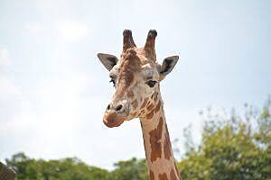 8.19 1700 天王寺動物園ナイトズー