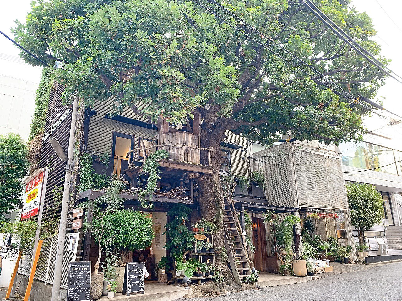 ゆるカフェ｜広尾にあるツリーハウス。タブの木がそよぐ都会のオアシス「レ・グラン・ザルブル」で休日ランチします♪