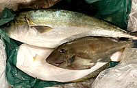 もうすぐ〆💓月に２回の魚を食べる会 🐟 旬の魚を食べて美味しい飲み会を作ろう✨