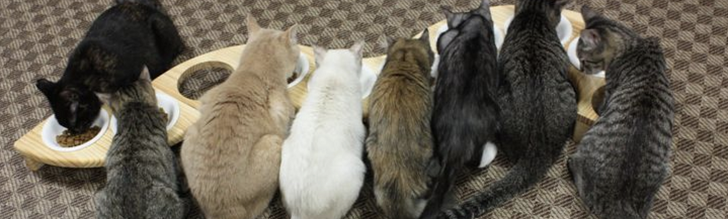 保護猫カフェに行ってみよ〜🐈