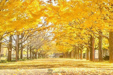 【先着4名無料】紅葉を見に昭和記念公園へ行こう🏵️🏵️