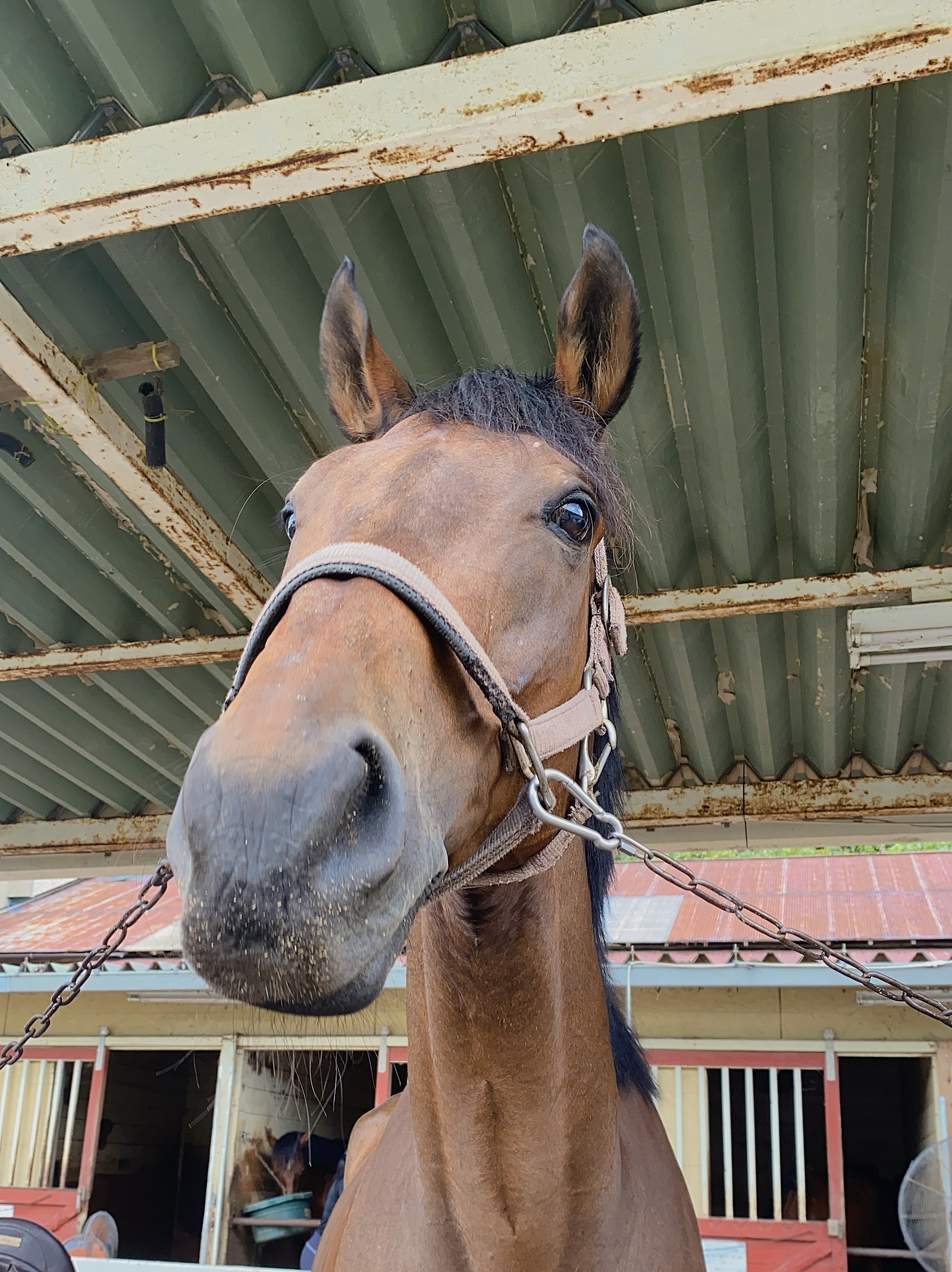 馬好きさんとオールカマー🐎を見に行く会🐴💕