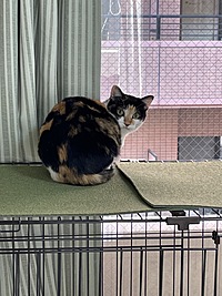 【2時間貸切！保護猫カフェ】猫とたわむれてまったり♪殺処分を減らす活動を支援しよう！