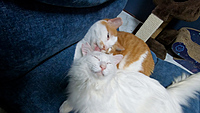 猫様のお茶会ｉｎ保護猫カフェ猫の惑星にゃーくる