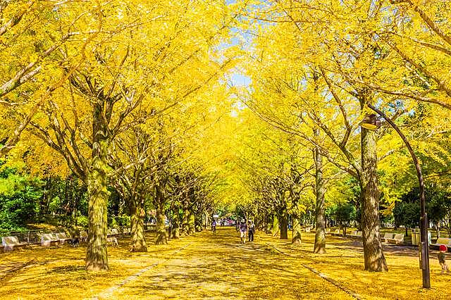 一足先にイチョウを見に行こ〜🍁女性主催です〜😺😺😺