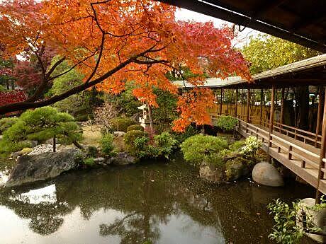 柴又帝釈天で食べ歩き&紅葉散策をしよう🍁