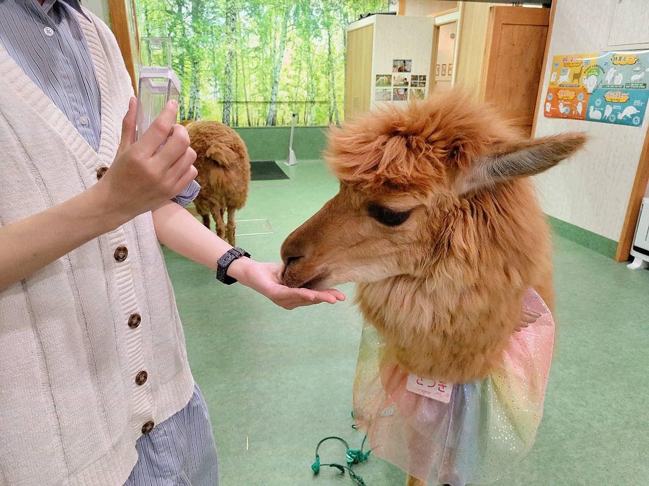 【女性主催】アルパカに会いに行こう！🦙