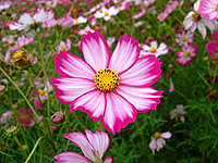 10／14(土)  14:00〜　昭和記念公園にコスモスを見に行こう♪♪