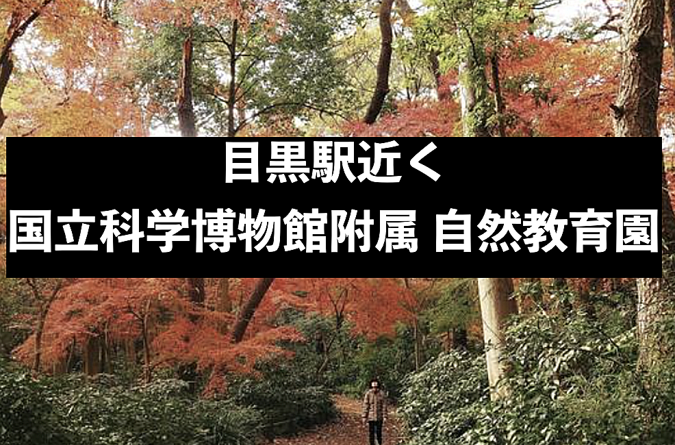 【目黒駅徒歩9分】秋の自然を感じながら参加者全員とお話しして仲良くなる自然園ピクニック