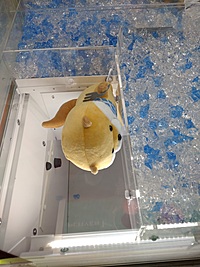初開催♪ 元ゲーセン店員とUFOキャッチャーで遊ぼう♪