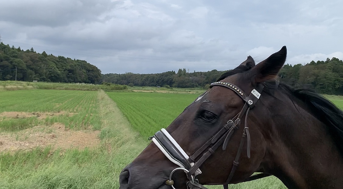 ダミーなので無視してください🐴💦