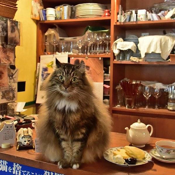 【先着5名無料】猫店長のいるお店に行こう🌈🌈