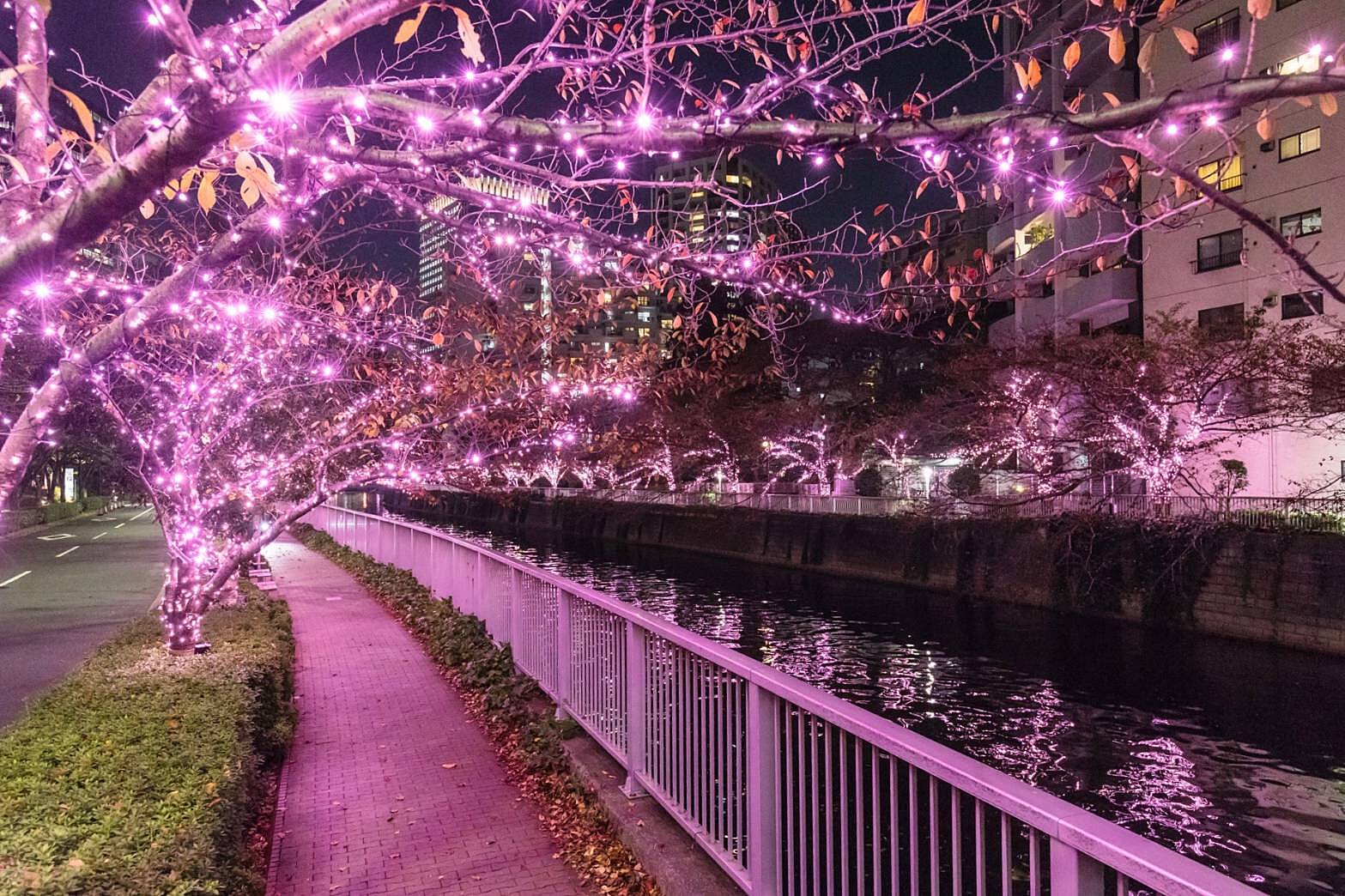 【先着4名無料】中目黒イルミネーションを見に行こう🌈🌈