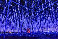 11/18(土) 足利フラワーパークイルミと宝徳寺　他群馬グルメなど