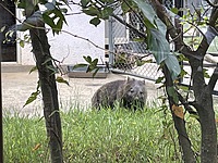 残席2名!!【11月12日】ウォンバットと箕面の滝で紅葉狩りを楽しもう!!五月山ハイキング