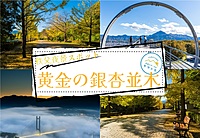 【20-30代限定】黄金のイチョウ並木のトンネルと秩父の夜景を楽しむイベント