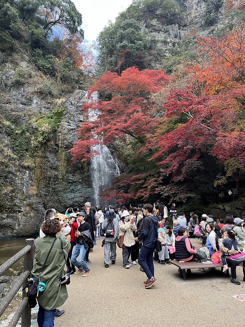 ご気軽に‼️サクッと写真撮りに行こう‼️スマホ参加歓迎【箕面紅葉フォト📷ウォーク】美しい紅葉を楽しみながら写真を撮ろう🍁✨