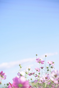 秋のコスモス畑撮影会🌸昭和記念公園