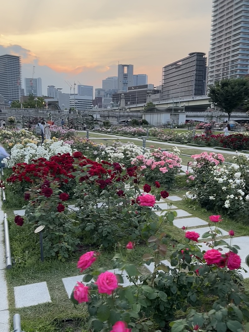【カメラ📷持って出かけよう】中之島の美しいバラ園🌹で散歩して写真撮ろう📷✨