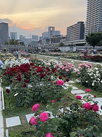 【カメラ📷持って出かけよう】中之島の美しいバラ園🌹で散歩して写真撮ろう📷✨